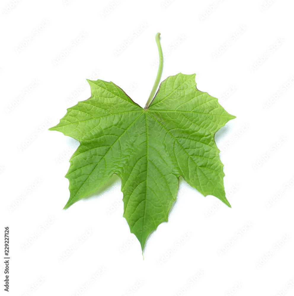 Fototapeta premium Green leaf isolated on the white background