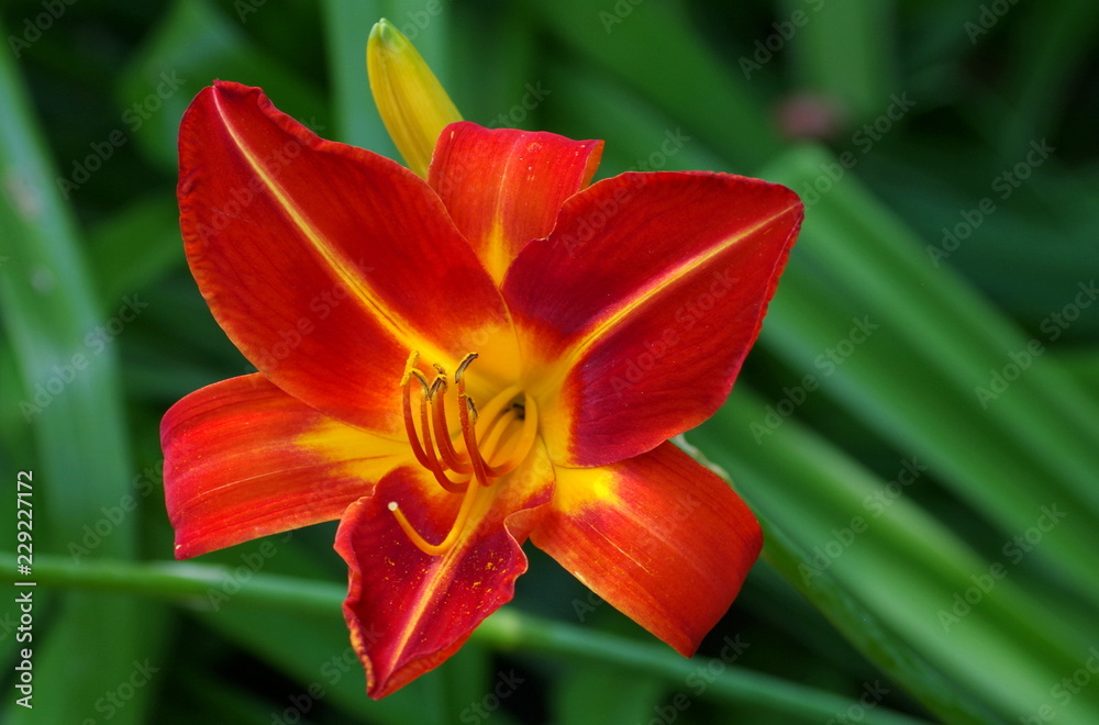 Rote Blume Rote Blume