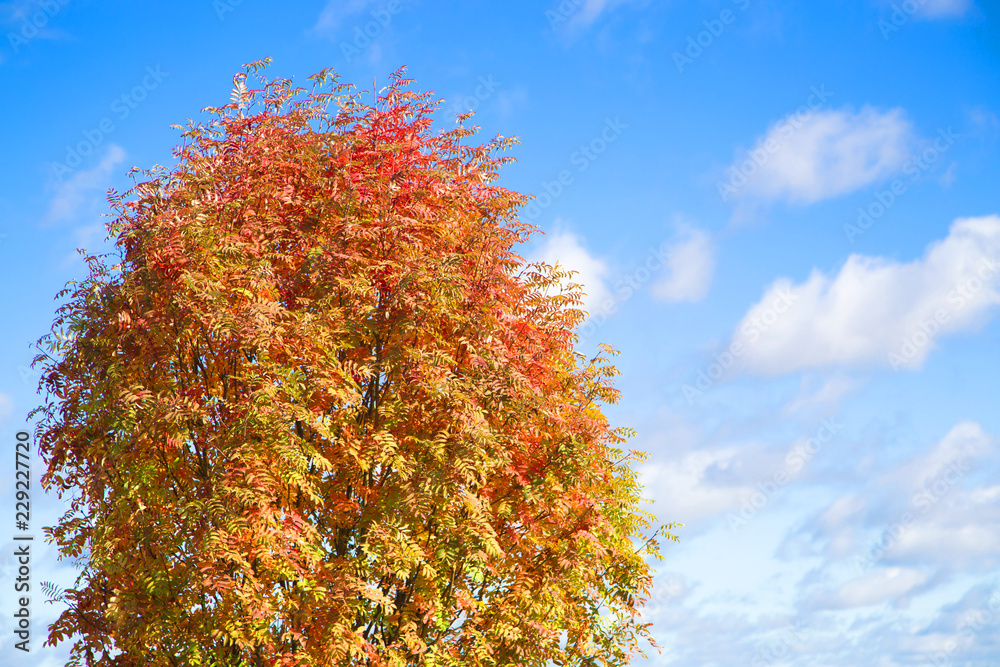 Beautiful autumn purple and orange-yellow leaves Beautiful autumn purple and orange-yellow leaves