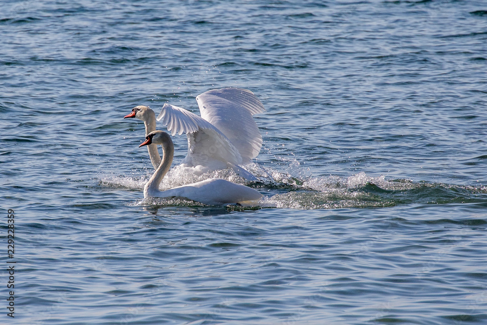 Fototapeta premium Schwäne im Bodensee