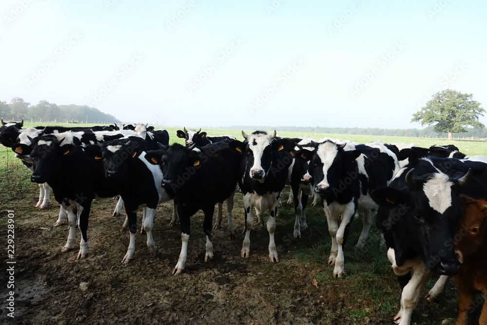 Troupeau de veaux Prim'Holstein