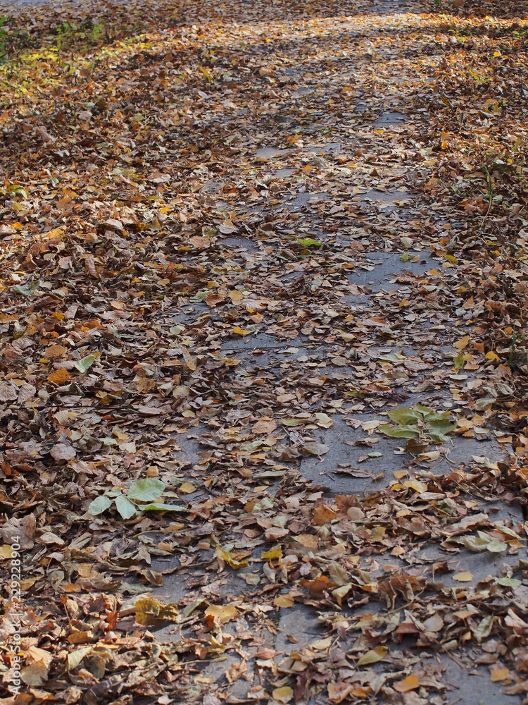 Fallen autumn leaves lie on the path in the Park.