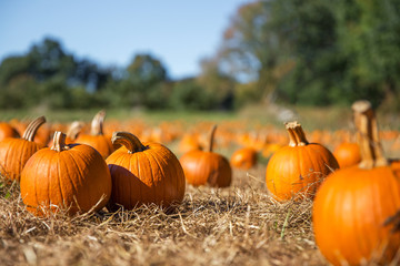 orange pumpkins at outdoor farmer market. pumpkin patch.  Copy space for your text