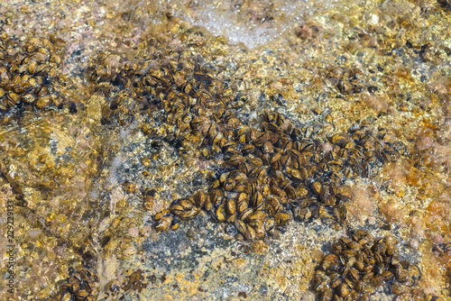 Mussels growing on beach shore