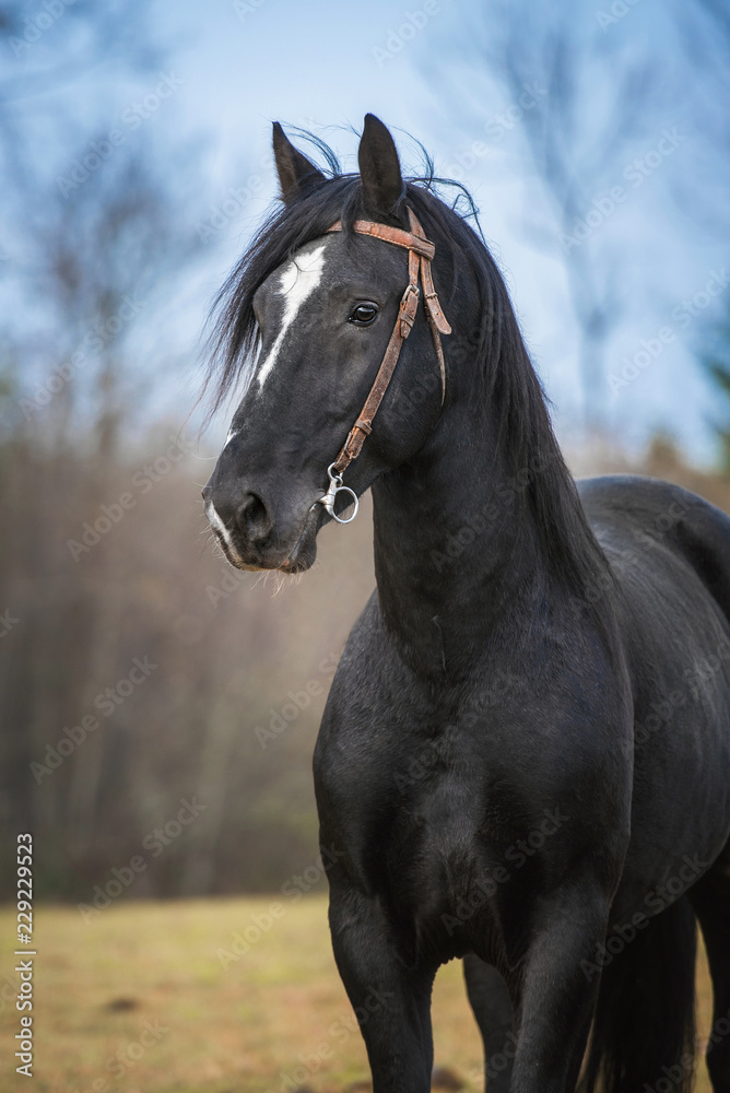 Obraz premium Portrait of beautiful latvian breed horse