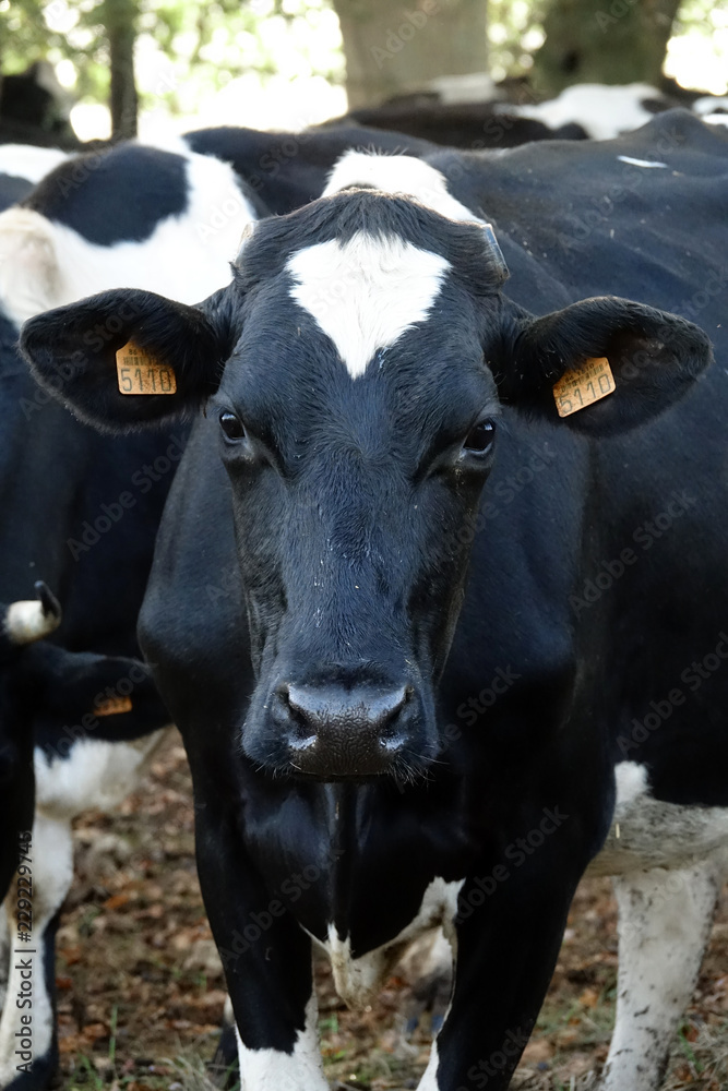 Vache de race Prim'Holstein au milieu d'un troupeau