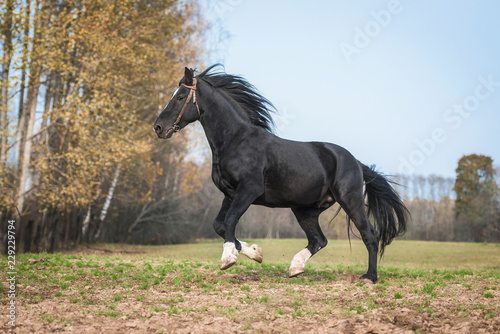 Latvian breed horse running on the field in autumn