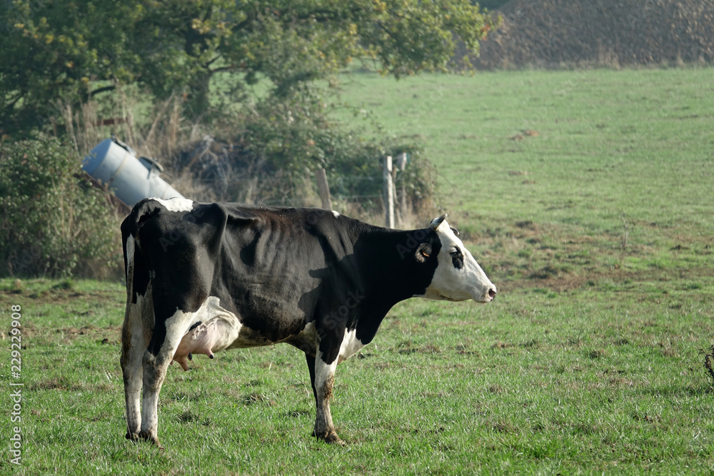 Prim'Holstein noire à tête blanche Prim'Holstein noire à tête blanche