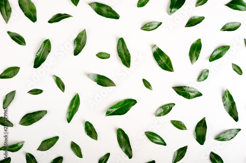 Pattern of pistachio green leaves on white. Green leaves background. Flat lay, top view