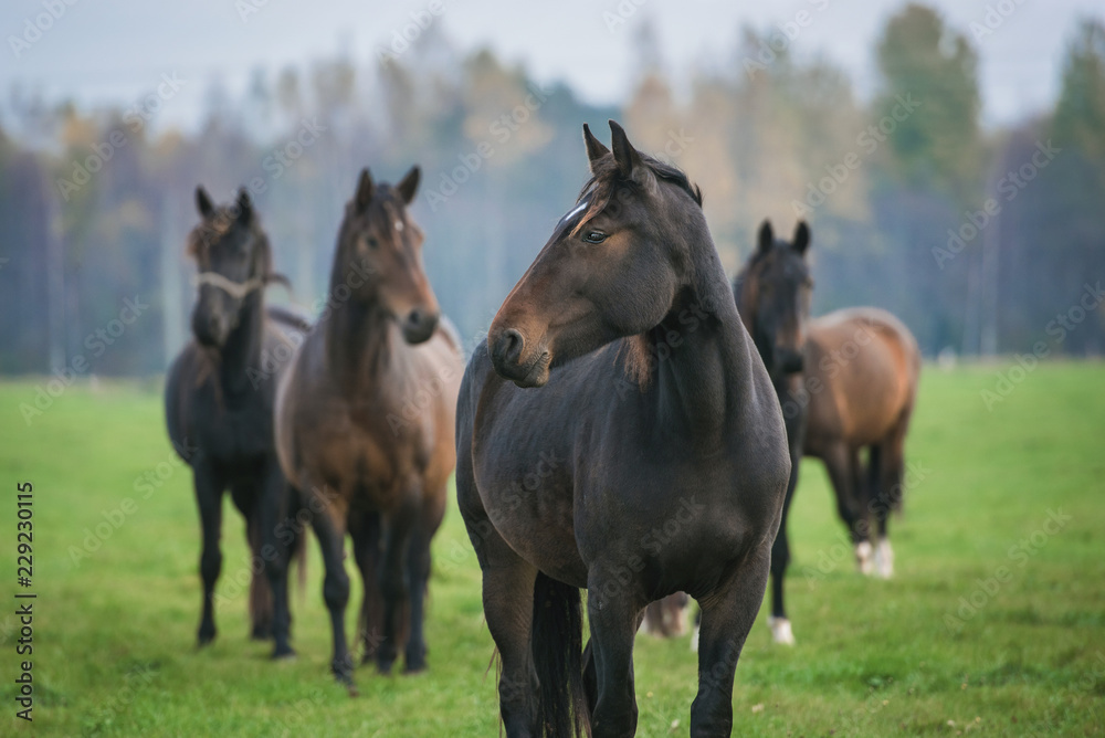 Herd of horses on the pasture in autumn Herd of horses on the pasture in autumn