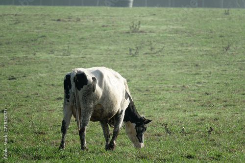 vache laiti  re de race Prim Holstein