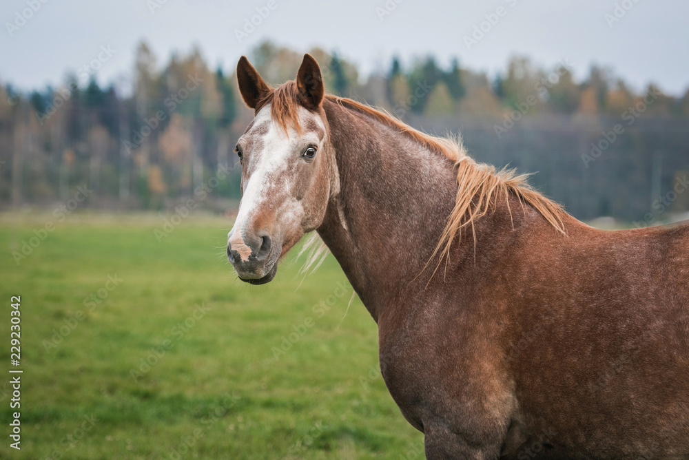 Portrait of a horse on the pasture in autumn