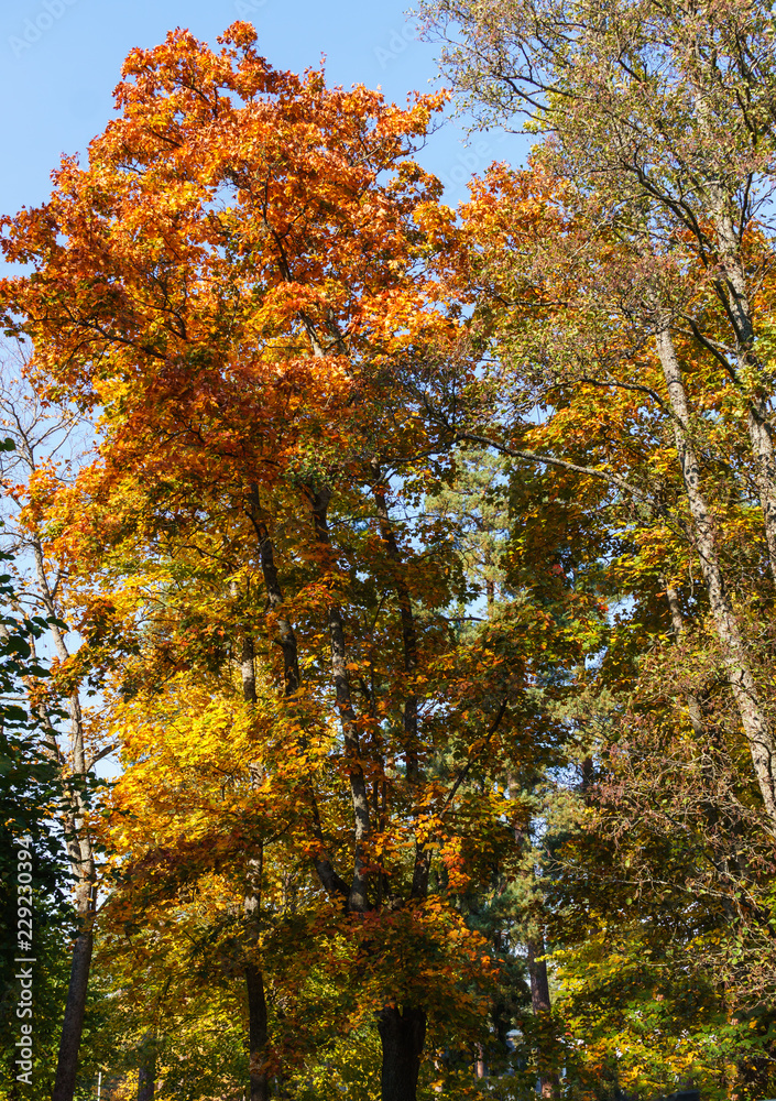 Fototapeta premium maple tree branches with vivid colored leaves against blue sky background,