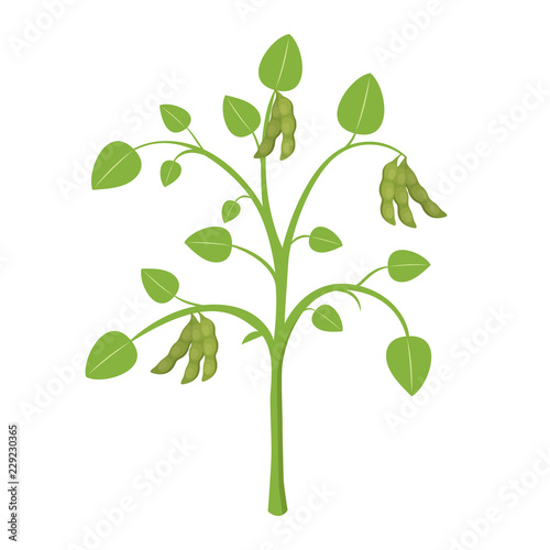 Sojapflanze Flat Design Icon isoliert auf weißem Hintergrund