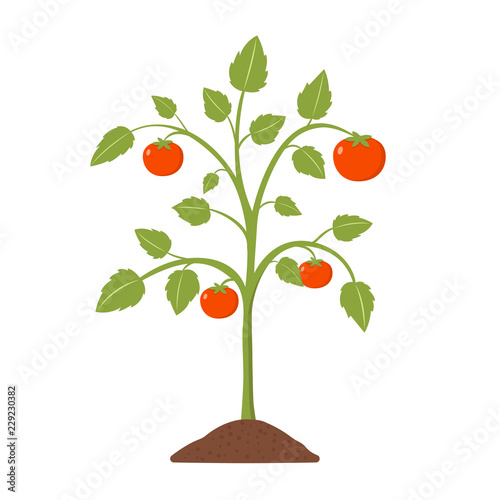 Tomatenpflanze Flat Design Icon isoliert auf weißem Hintergrund