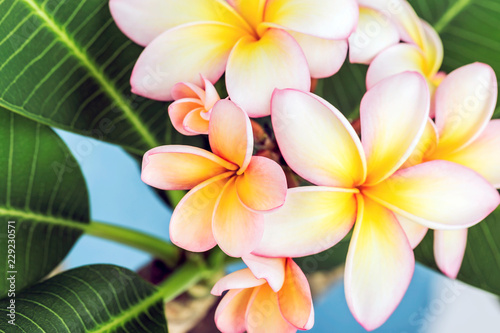 Plumeria or frangipani flower, Tropical flower.