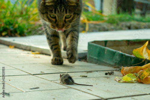 the cat caught the mouse in the garden in the fall and is playing with it like a living toy