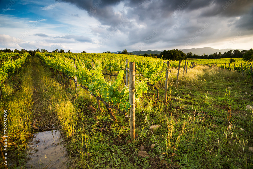 Obraz premium Toskania 5