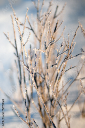 Branches of bushes covered with frost on a sunny winter morning. Frozen bushes on a frosty morning.