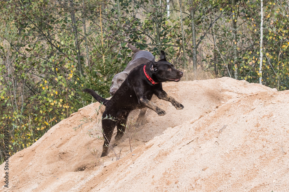 Zwei Jagdhunde im wilden Spiel Zwei Jagdhunde im wilden Spiel