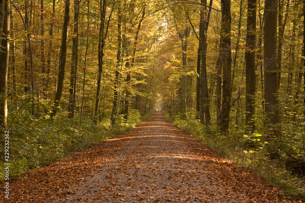 Waldweg im Herbst Waldweg im Herbst