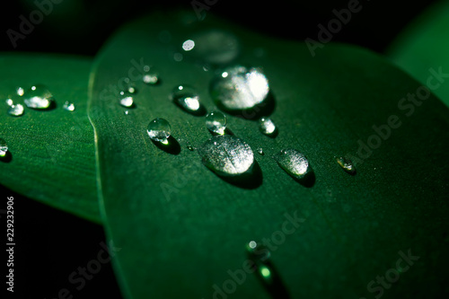natural background with sparkling large iridescent drops of dew slipping from...