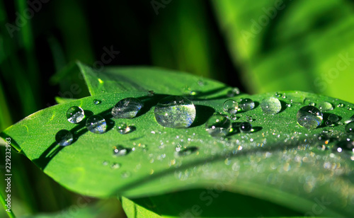 natural background with brilliant iridescent drops of dew on a bright juicy g...