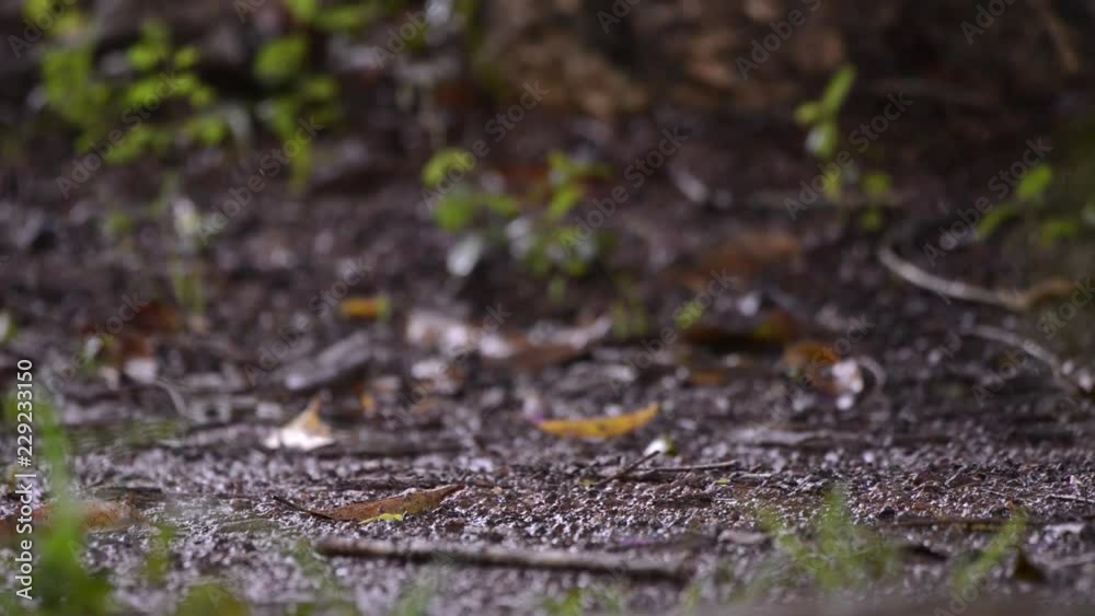 Rain falls on the ground close up scene. Leaves and branches around. Rain falls on the ground close up scene. Leaves and branches around.