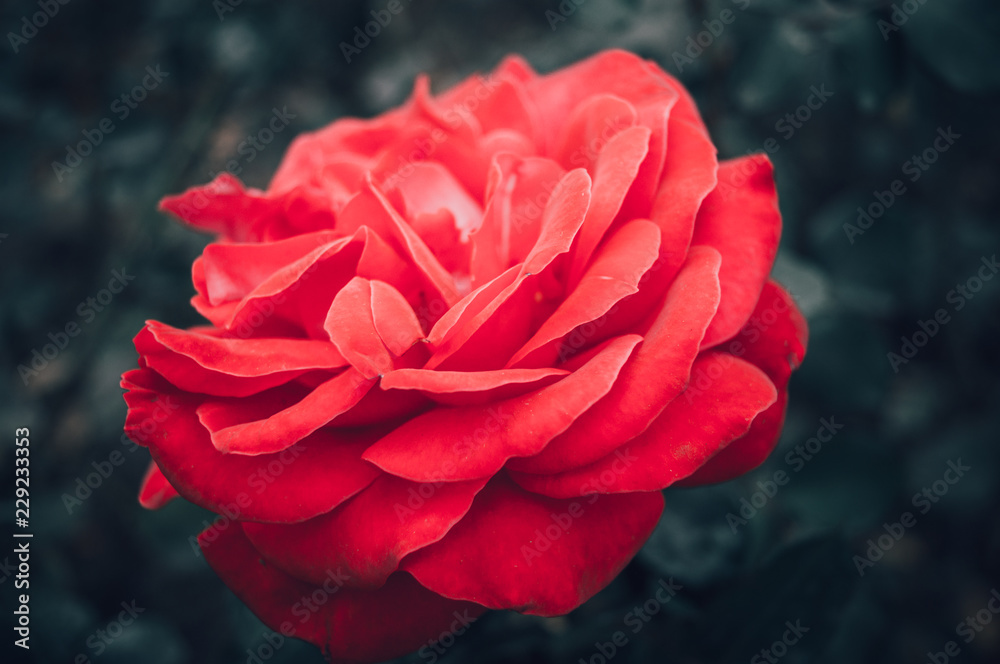 Rose macro Rose macro