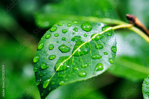 shiny transparent drops of morning dew roll down from a pear leaf in the spring garden