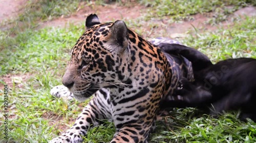 Jaguar adult mother and melanic cub interacting scene. The cub bites its mother for a few times as a form of play. The mother rebukes the puppy by holding it for a while. Animals in captivity.