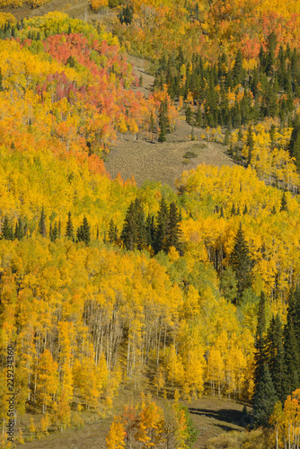 Rocky Mountain Fall Tapestry