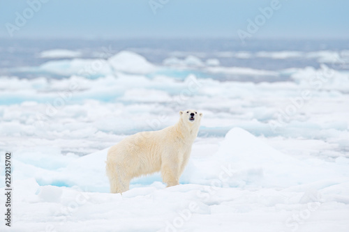 Polar bear on drift ice edge with snow and water in Russian sea. White animal in the nature habitat, Europe. Wildlife scene from nature. Dangerous bear walking on the ice, beautiful evening sky.