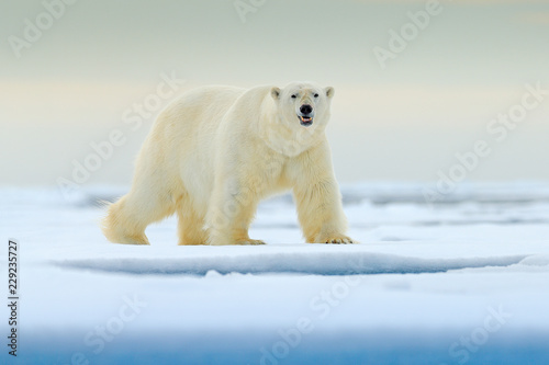 Polar bear on drift ice edge with snow and water in Russian sea. White animal in the nature habitat  Europe. Wildlife scene from nature. Dangerous bear walking on the ice  beautiful evening sky.