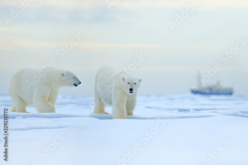 Polar bear on drift ice edge with snow and water in Russian sea. White animal in the nature habitat, Europe. Wildlife scene from nature. Dangerous bear walking on the ice, beautiful evening sky.
