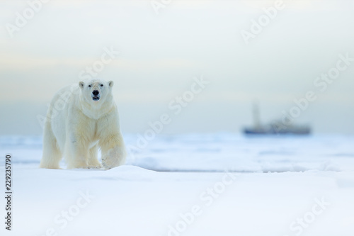 Bear and boat. Polar bear on drifting ice with snow, blurred cruise vessel in background, Svalbard, Norway. Wildlife scene in the nature. Cold winter in the Arctic. Arctic wild animals in snow.