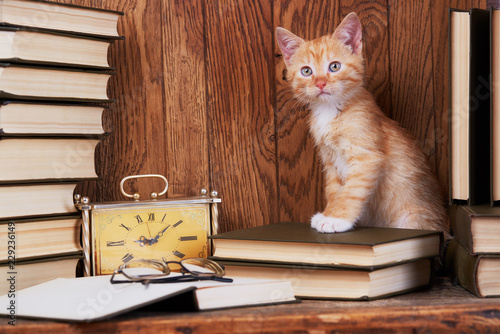 Cat on book near the clock. A cat in the library reads a book photo
