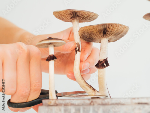 Hards picking magic psilocybin mushroom into box close up photo