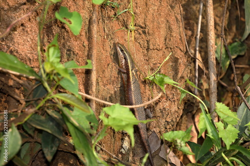 Goldener Skink in Sri Lanka photo