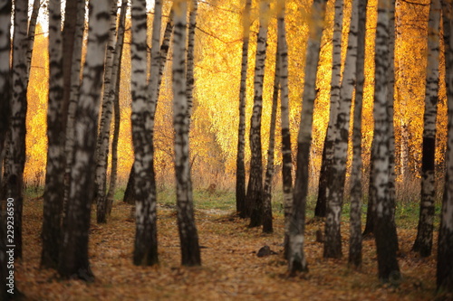 Fototapeta Naklejka Na Ścianę i Meble -  Beautiful autumn forest. Autumn. Colorful Autumn Leaves - green, yellow, orange, red.