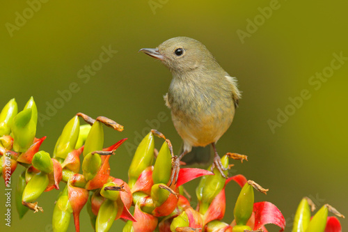 Glossy Flowerpiercer, Diglossa lafresnayii, female, bird with curved bill sitting on the orange red flower, nature habitat, exotic animal from Costa Rica. photo