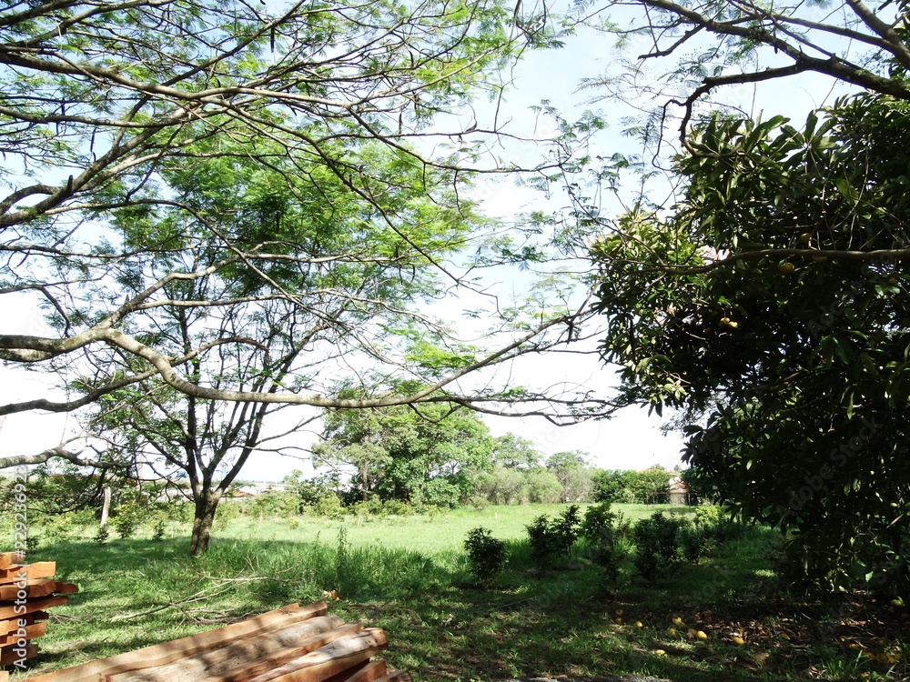 Obraz premium tree in the park