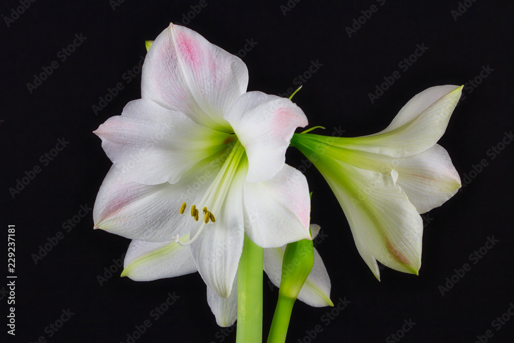 Obraz premium Close-up of white amaryllis flower on the black background
