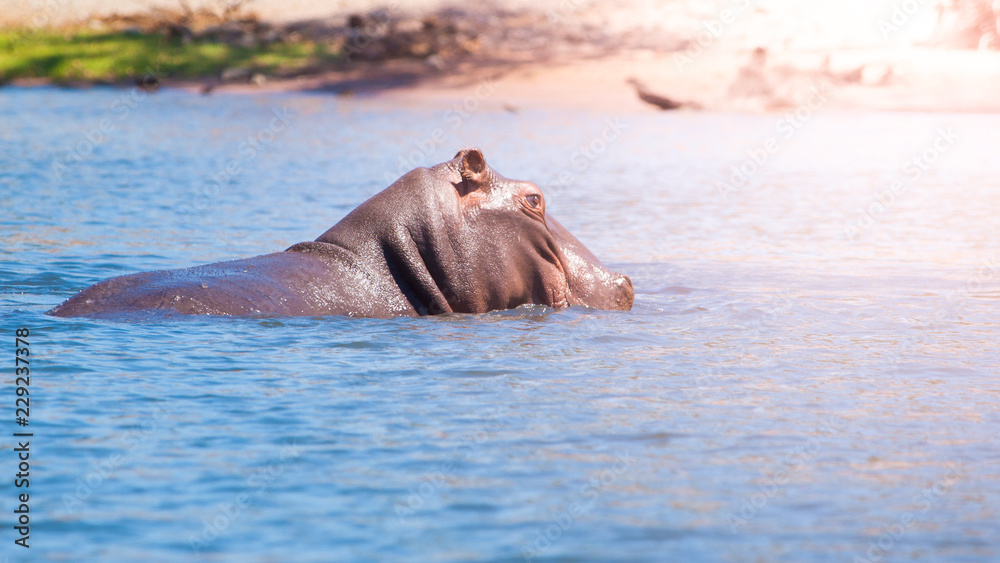 Fototapeta premium African hippopotamus hidden in the water. Dangerous hippo in natural habitat of Chobe River, Botswana, Africa
