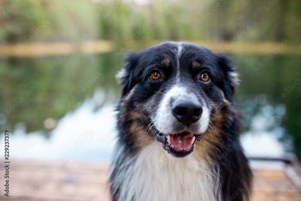 Dog Australian Shepherd Dog Australian Shepherd