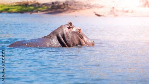 African hippopotamus hidden in the water. Dangerous hippo in natural habitat of Chobe River, Botswana, Africa