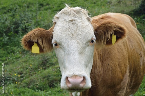 Kuh auf einer Alm  Matrei