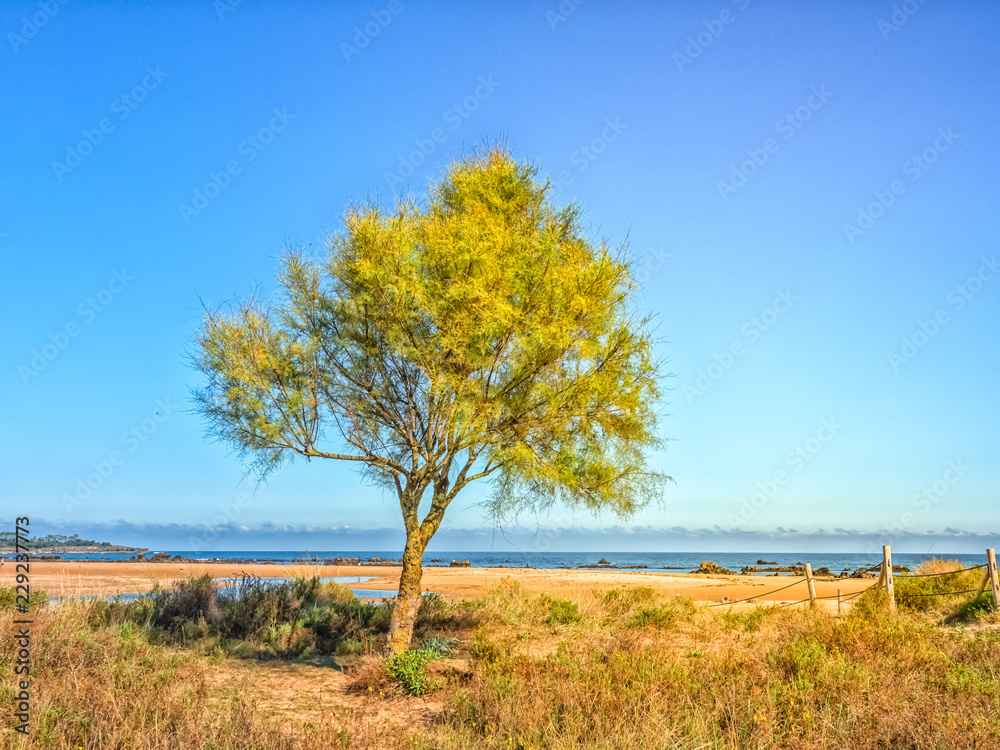 Tree on a sandy beach on a ocean shore.