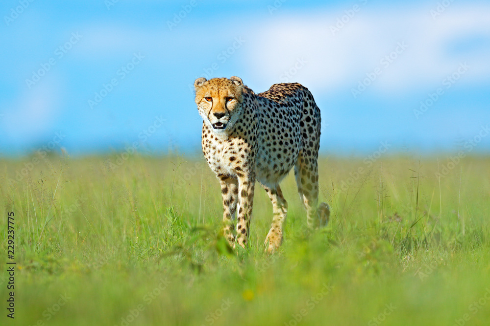 Fototapeta premium Cheetah, Acinonyx jubatus, walking wild cat. Fastest mammal on the land, Botswana, Africa. Cheetah in grass, blue sky with clouds. Spotted wild cat in nature habitat.