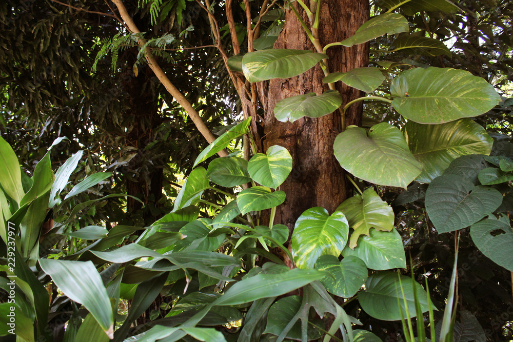 Tree with jiboia Tree with jiboia